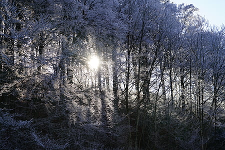 rừng, Sunny, sương muối, mặt trời, Quay lại ánh sáng, băng, mùa đông