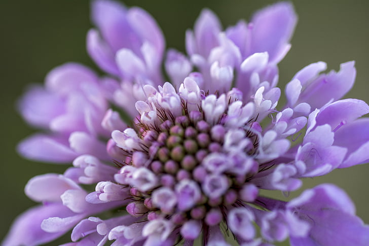 цветок, фиолетовый, макрос, Пыльца
