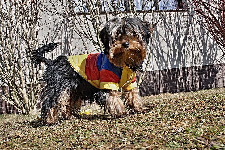 Yorkshire, chien, animaux de compagnie, chiots, Ball, Outfit, jardin