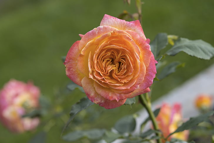 růže, květ, květ, Bloom, Příroda, růžové květy, růže - květ