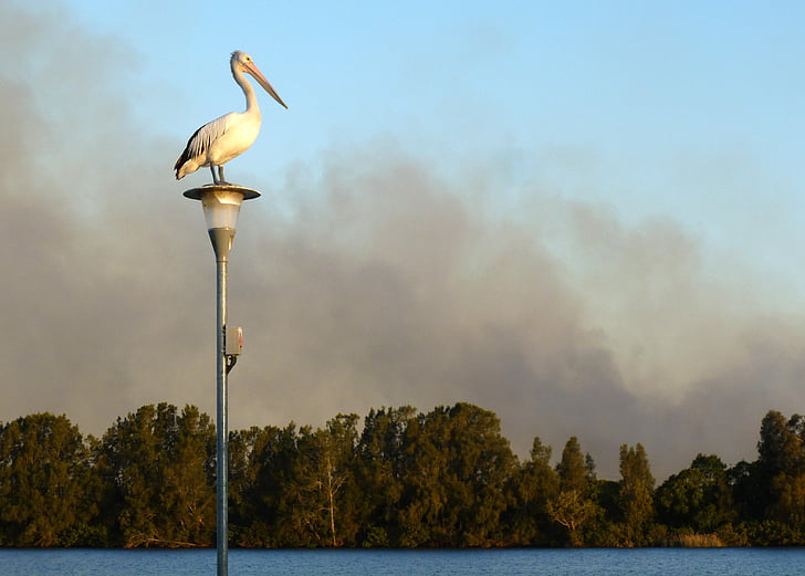 Pelican, pelicano-australiano, Pelecanus conspicillatus, aves, Austrália, natureza, pássaro