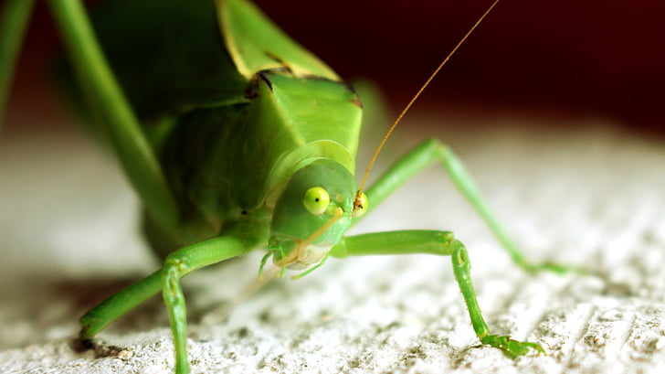 insekt, grön, liten, gräshoppa, gröna bugg, buggar, naturen