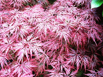 Bush, colore rosso dell'acero di primavera, pianta, gara d'appalto, estate
