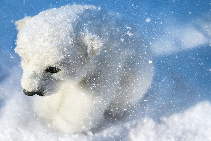 polar bear, predator, animal, white, young, sitting, snow