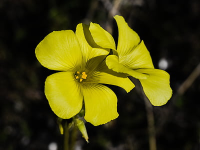 Wildflower, žltá, Príroda, pole, lúka, kvet, Farba