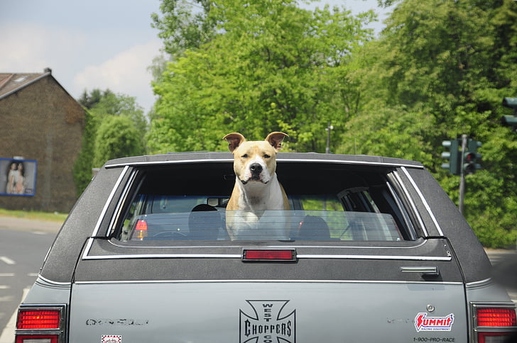 auto, hond, USA auto, Pitbull, hoofd, huisdier, dier