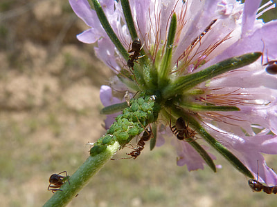 flower, aphid, aphids, ants, infested, plague