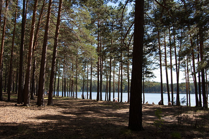 verano, el lago siberiano, siberia occidental, Lago azul en el bosque de pinos, sosnovyi bor, Rusia, naturaleza