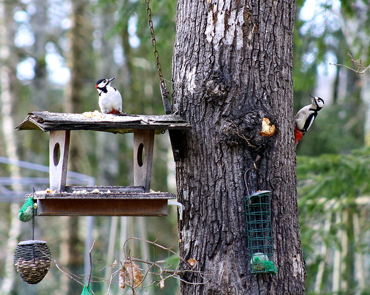 woodpeckers, woodpeckers feeding, pair of woodpeckers on tree feeder, greater spotted woodpeckers, two woodpeckers