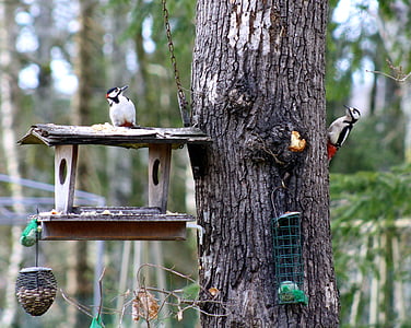 pájaros carpinteros, carpinteros de alimentación, par de pájaros carpinteros en alimentador de árbol, mayor carpintero manchado, dos carpinteros