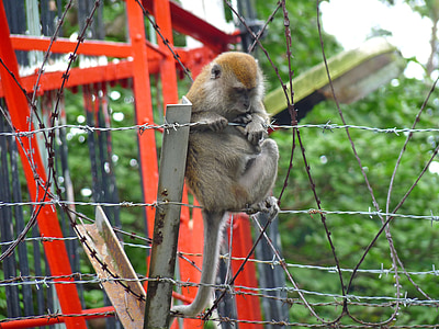 monkey, barbed wire, forest, macaque, urban, park, asia