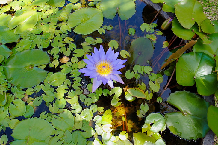 tavirózsa, Lily pond, Pehl Péter, zöld, levelek, lila, lila