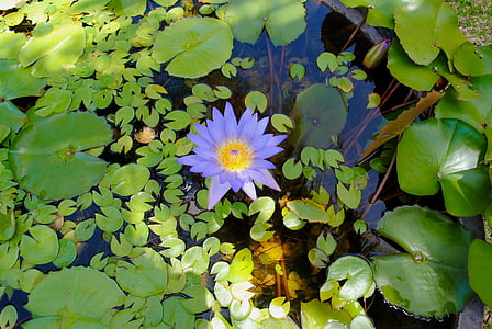 lirio de agua, estanque de lirios, nenúfar, verde, hojas, púrpura, violeta