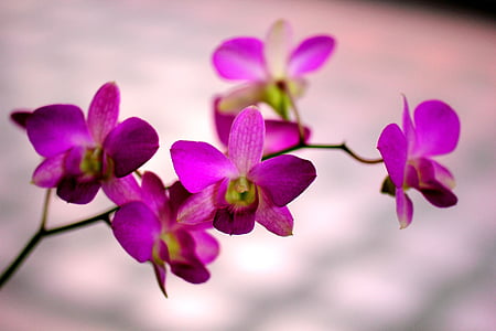 flowers, purple, lillies, purple flower, nature, floral, spring