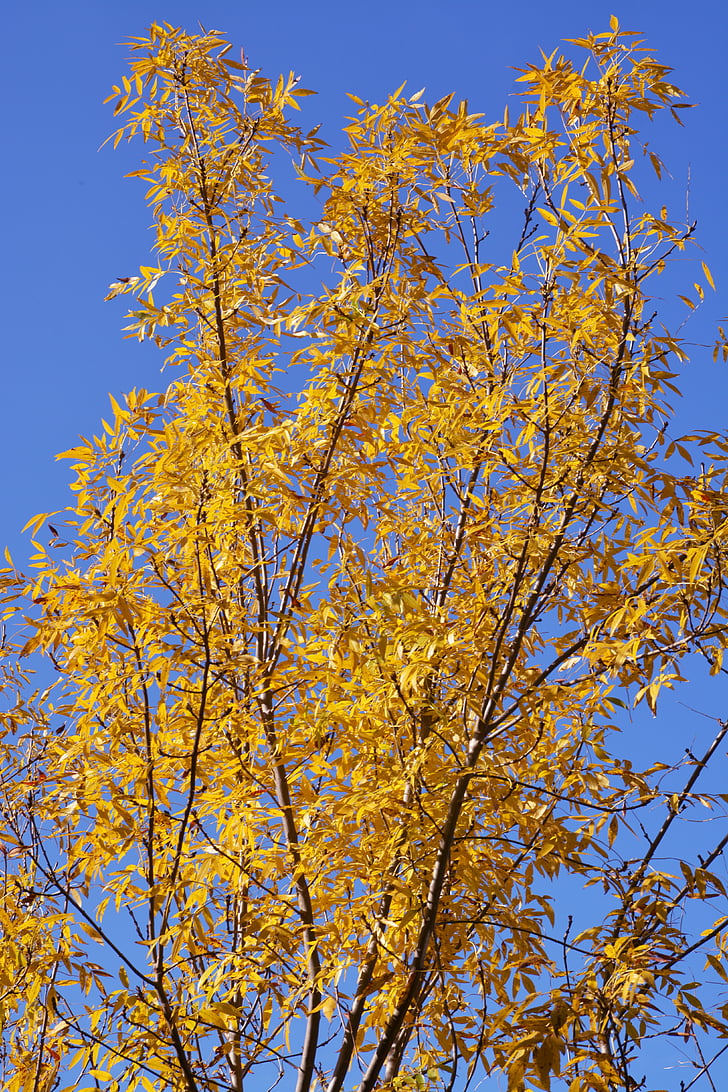 árbol, amarillo, cielo, naturaleza