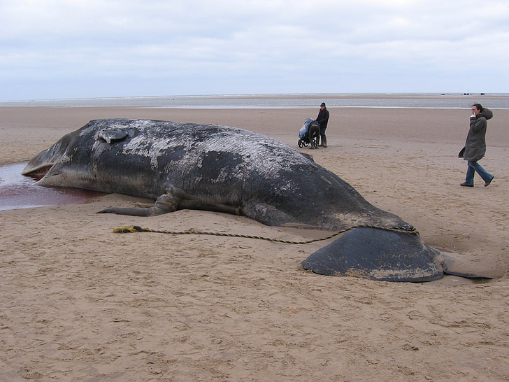 sperm whale, beached, dead, ocean, animal, mammal, nature
