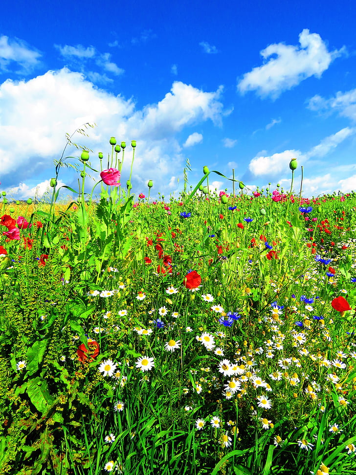meadow, flowers, flower meadow, poppy, colorful, green, blossom