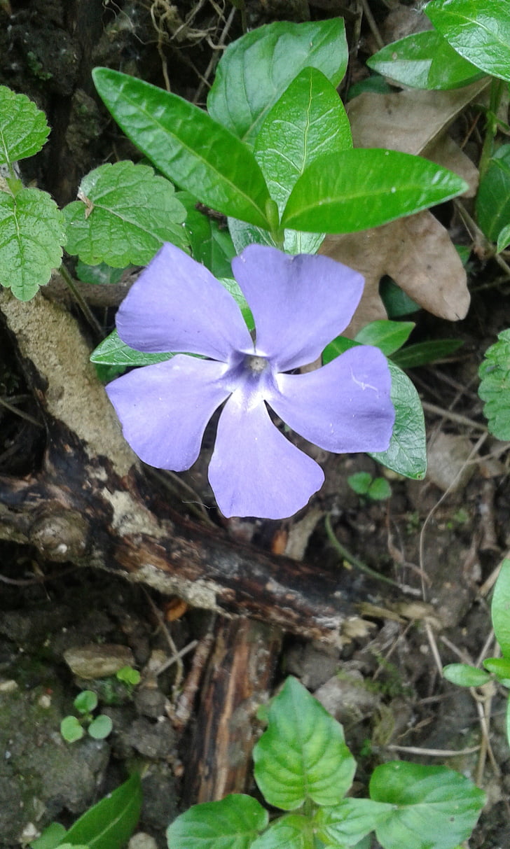 in the gorge, plebanka, in kazimierz dolny, nature, leaf, plant, flower