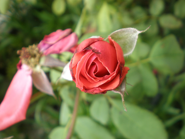 Rosa, röd, blomma, dag mor, trädgård