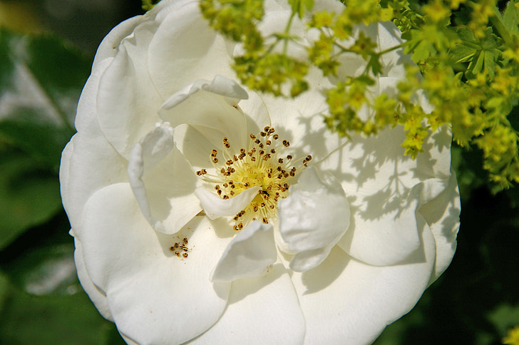 Róża, Róża okrywowa, okrywowe, biały, pręciki, kwiat, Bloom