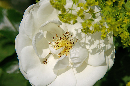 růže, Půdopokryvné růže, Půdopokryvné, bílá, tyčinky, květ, Bloom