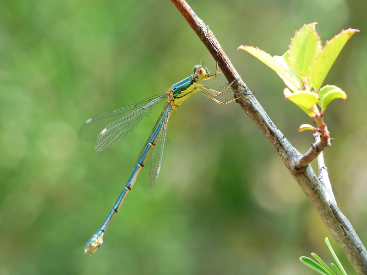 dragonfly, damselfly, green dragonfly, flying insect, branch, lestes viridis