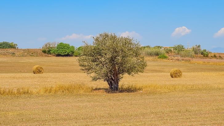 tree, hay, land, landscape, countryside, straw, nature