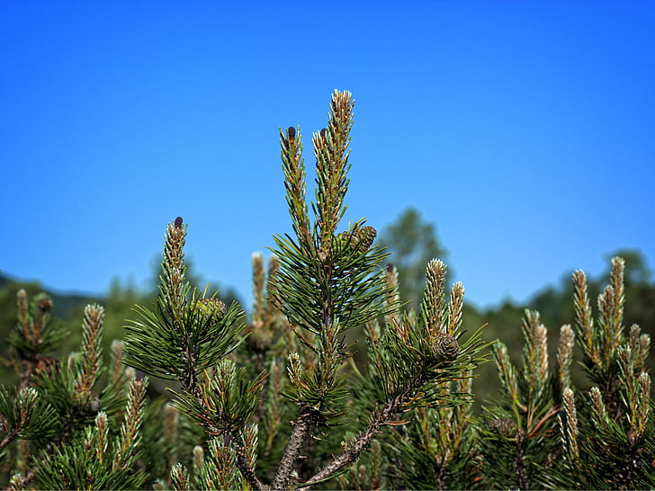 pine needles, dwarf pine, needle tip, needles, pine, tap, nature