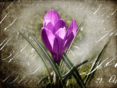 krokus, bloem, Blossom, Bloom, lente, sluiten, paars