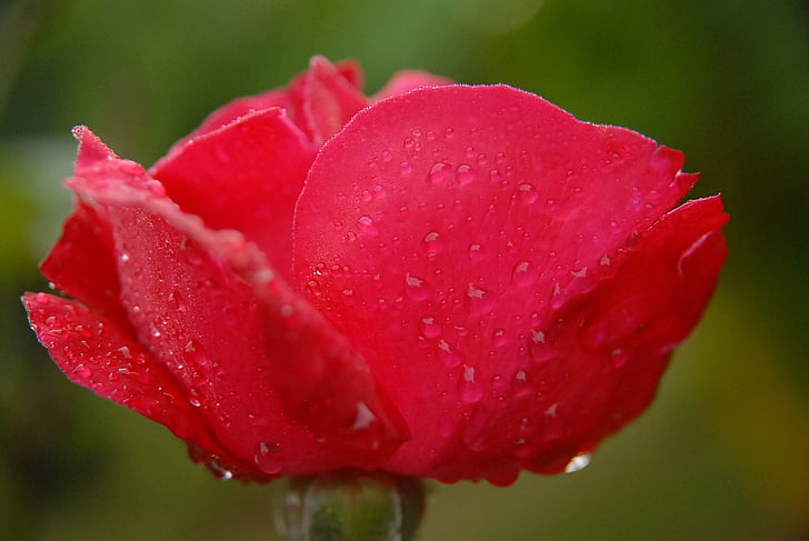 rosa, Rocío, Rocío de la mañana, Madagascar, flor, rojo, rosas rojas