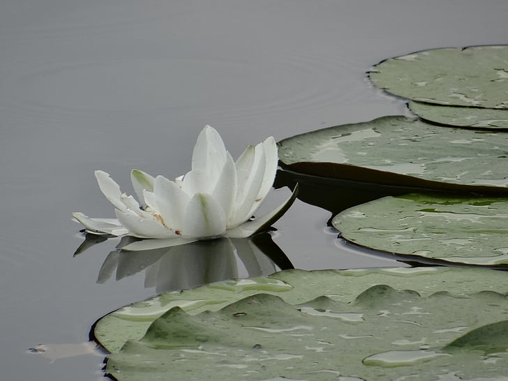 Estany, planta de l'estany, natura, nenúfar, Lotus nenúfar, Llac, flor
