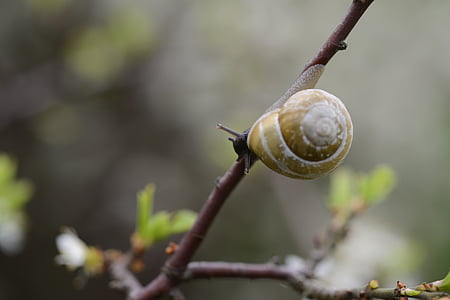 snail, branch, shell, mollusk, nature, animal, plant