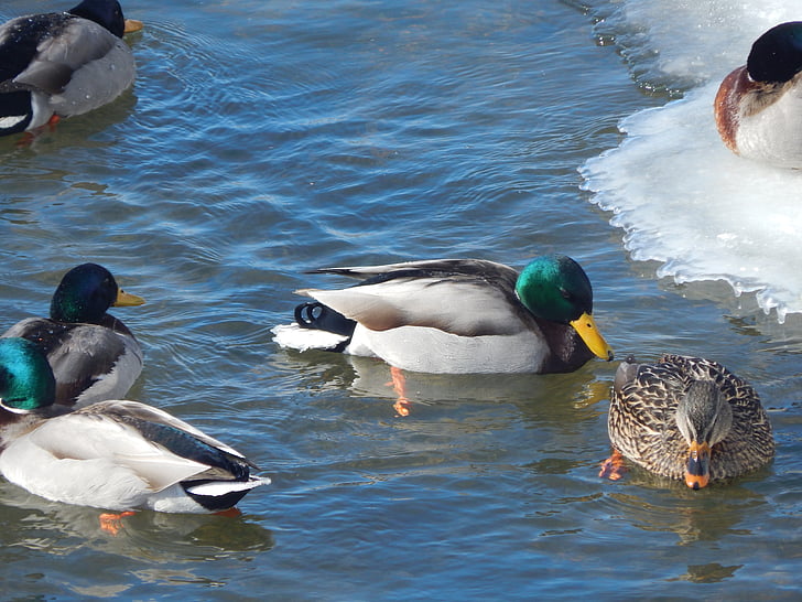vee duck, Sinikael, looma, pardid, Duck, eluslooduse fotograafia, Feather
