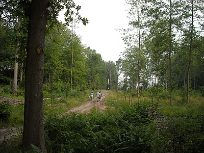 nature, green, forest, trees, walking path, walk, hikers