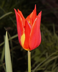 Tulipán, červená, květ, květ, Bloom