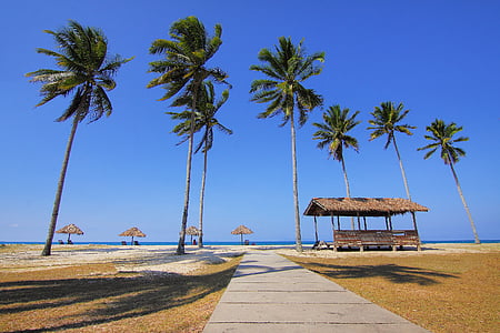 stranden, solstolar, kokospalmer, exotiska, hyddor, idylliska, ön