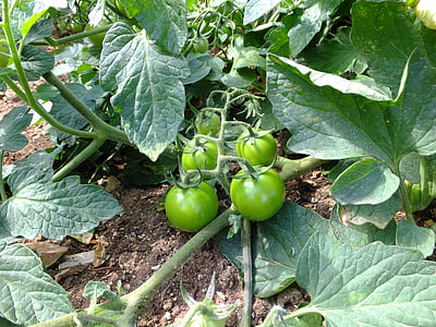 pomidorai, Solanum lycopersicum, salotos, virtuvė, virėjas, valgyti, alimentari