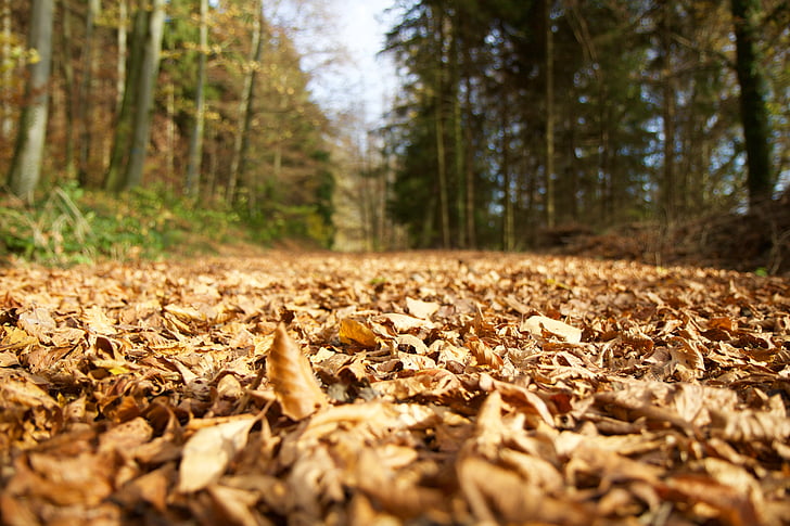 krajina, Les, lesní cesta, podzim, na podzim listy