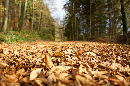 Landschaft, Wald, Waldweg, Herbst, Blätter fallen