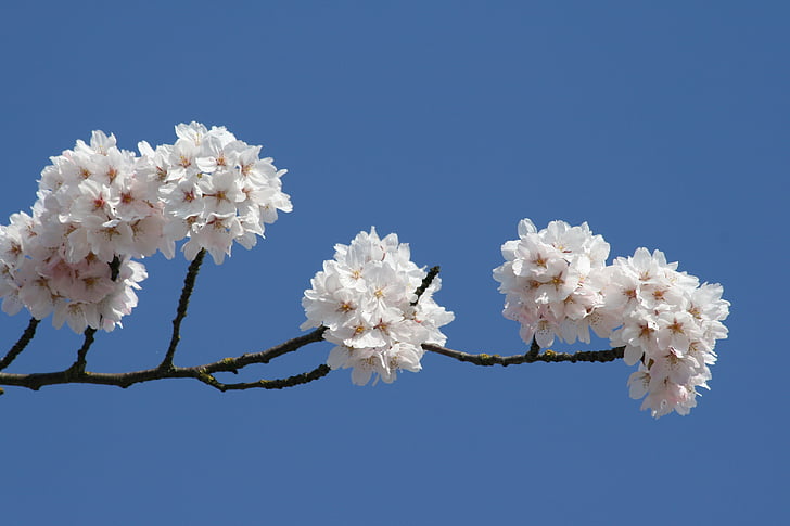 vyšnių žiedai, balta gėlė, pavasarį, mėlynas dangus, žydėti, gėlė
