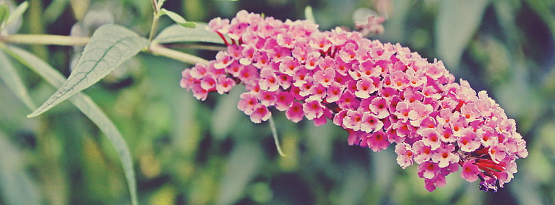butterfly bush, bush, plant, pink, summer lilac, flowers, buddleja davidii
