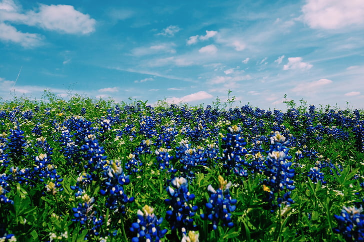 foto, geclusterde, blauw, bloem, bloemen, veld, Bluebonnet