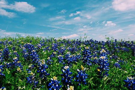 foto, drūzmējās, zila, puķe, ziedi, lauks, bluebonnet