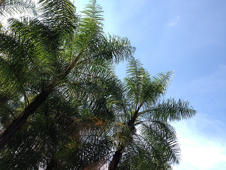 кокосови дървета, небе, сянка