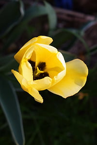 flor, Tulip, amarillo, verano, tulipanes, cerrar, flor