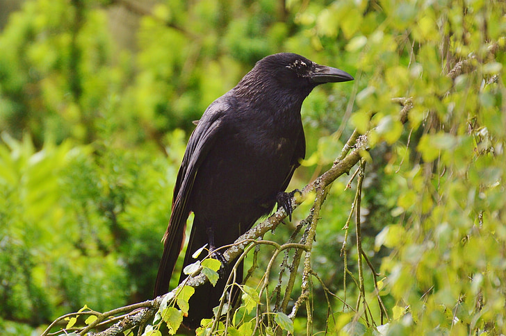 Raven, con quạ, con chim, màu đen, Raven chim, chim, bay