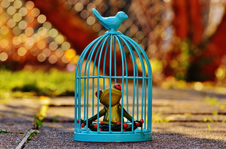 frog, cage, imprisoned, sad, figure, funny, cute