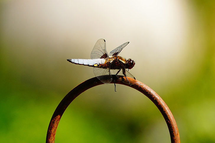 Dragonfly, aripa, închide, natura, insectă, dragonfly albastru, zborul insectelor