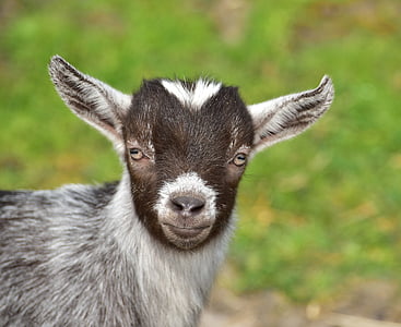 goat, goats, kid, cute, black and white, close, domestic animals
