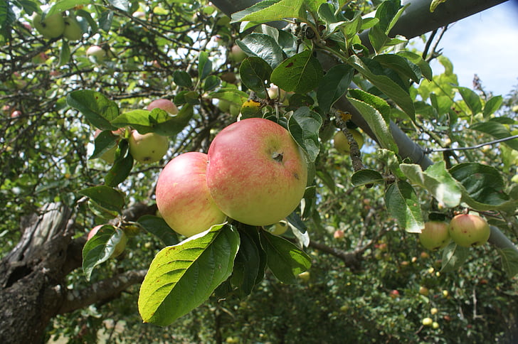 Galiciană-mere, mere, blonda, fructe, copac
